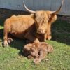 heifer mini Cow for salemini ahighlander cows