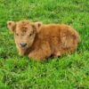 Mini Bulls For Sale In USA