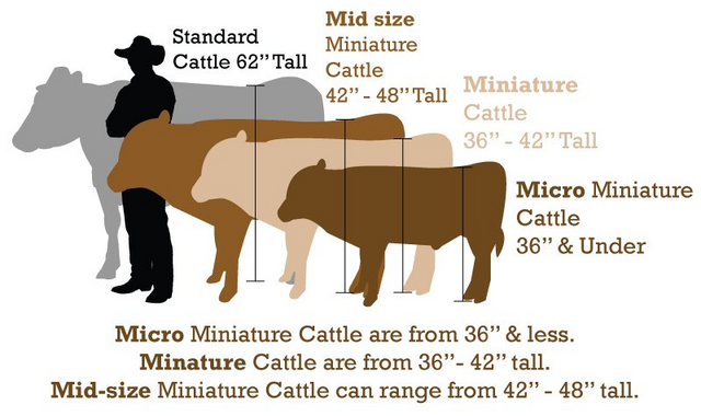 mini ahighlander cows