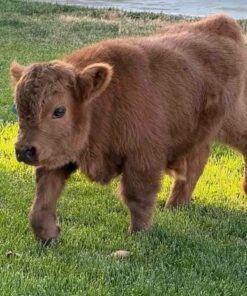  Grizzly