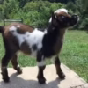 Nigerian Dwarf Goats