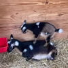 Nigerian Dwarf Goats