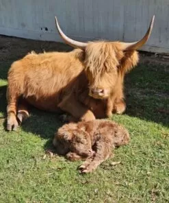 heifer mini Cow for salemini ahighlander cows