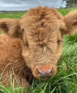 mini ahighlander cows