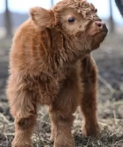 mini ahighlander cows