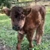 Buy Scottish heifer onlinemini ahighlander cows
