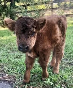 Buy Scottish heifer onlinemini ahighlander cows