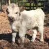 Miniature cow for sale California