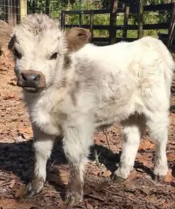 Miniature cow for sale California