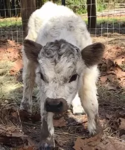 mini ahighlander cows