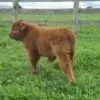 mini highland heifer for sale Texas