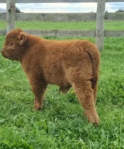 mini highland heifer for sale Texas