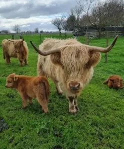 mini ahighlander cows