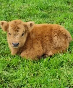 Mini Bulls For Sale In USA