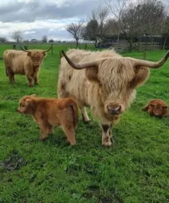 mini ahighlander cows
