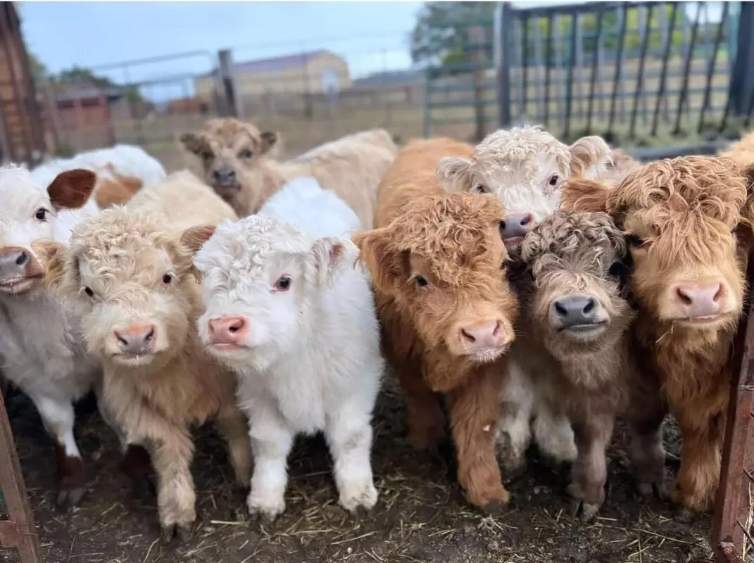 mini ahighlander cows