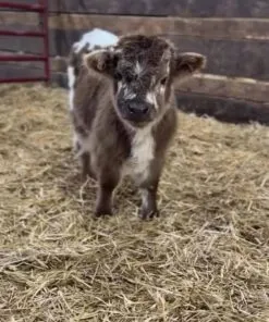 WhatsApp Image 2025 07 17 At 8.45.28 AM