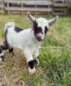 WhatsApp Image 2025 07 28 At 6.24.00 PM