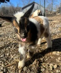 WhatsApp Image 2025 07 28 At 6.24.40 PM