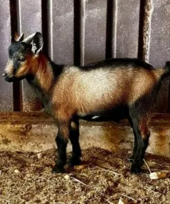 WhatsApp Image 2025 07 28 At 6.24.56 PM