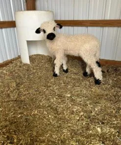 WhatsApp Image 2025 07 28 At 6.30.55 PM 1