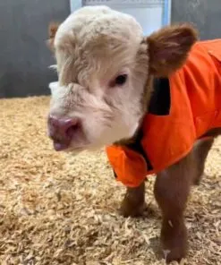 WhatsApp Image 2025 08 18 At 5.19.44 PM 2