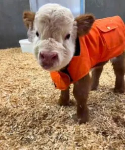 WhatsApp Image 2025 08 18 At 5.19.44 PM 3