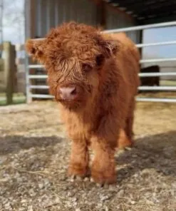 WhatsApp Image 2025 08 18 At 5.19.50 PM