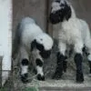 Valais Blacknose Sheep’s