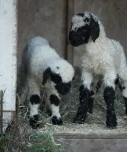 Valais Blacknose Sheep’s